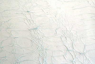 ランバーツ クラッケル