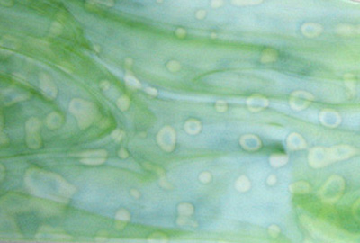 ブルズアイ リングモトル