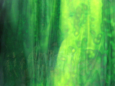 ブルズアイ リングモトル